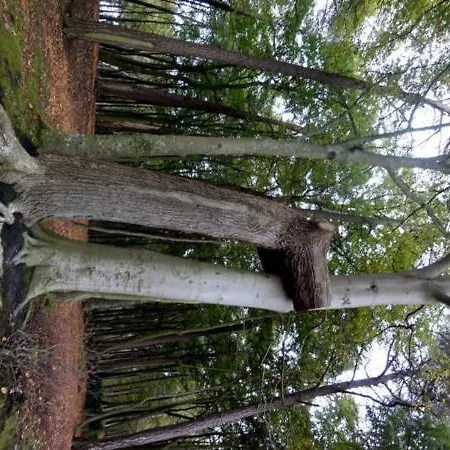 Ostseeidyll - Komfort Nahe Dem Rhododendronpark * גראל-מוריץ