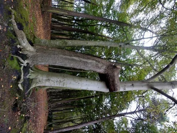 Ostseeidyll - Komfort Nahe Dem Rhododendronpark * Graal-Mueritz